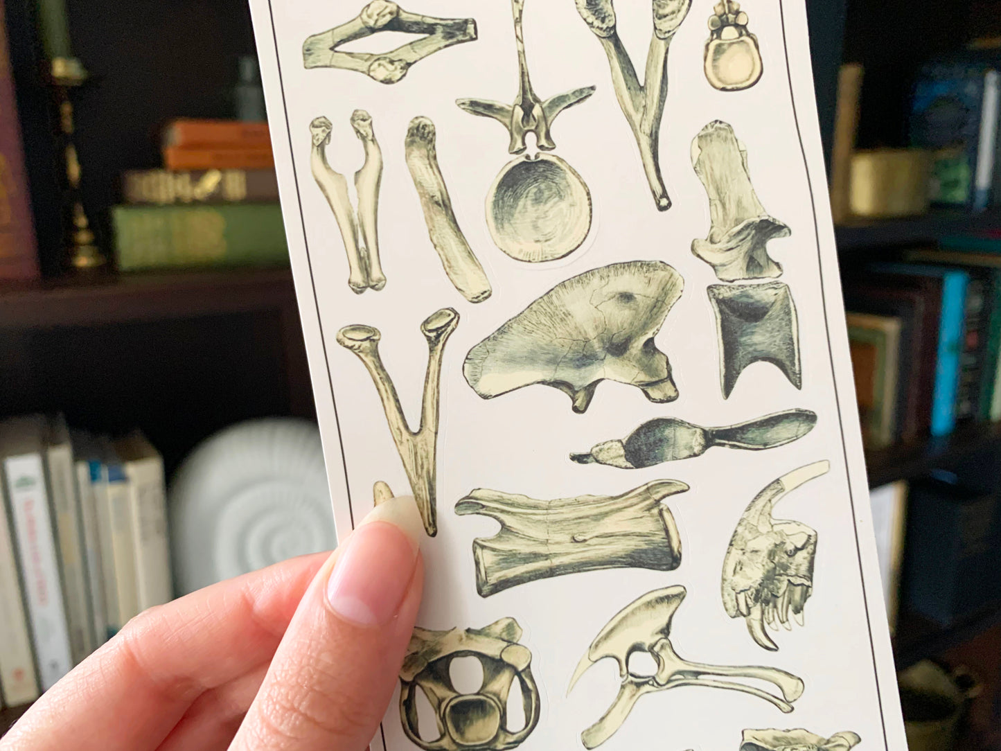 Dinosaur Bones Sticker Sheet