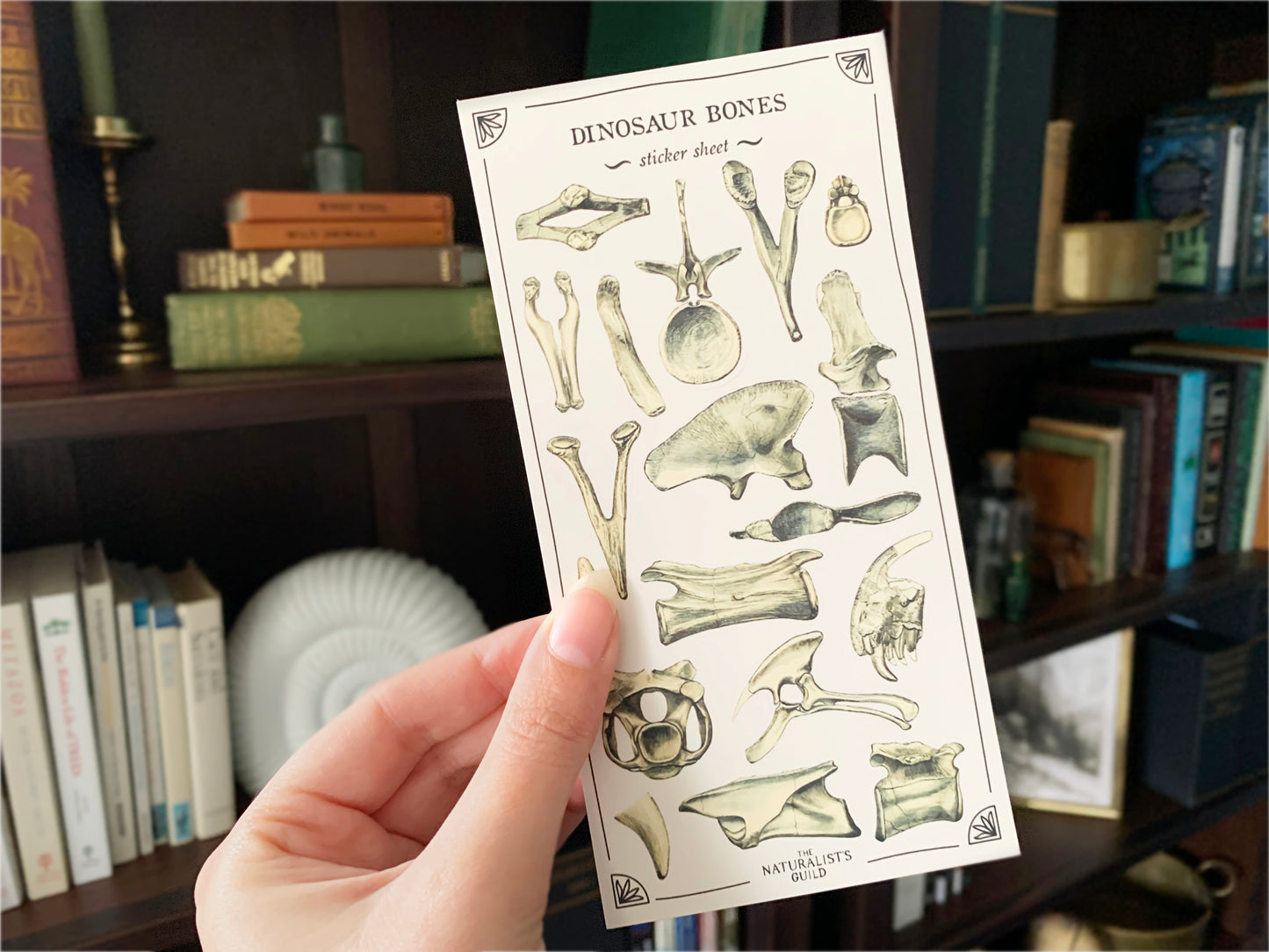 Dinosaur Bones Sticker Sheet