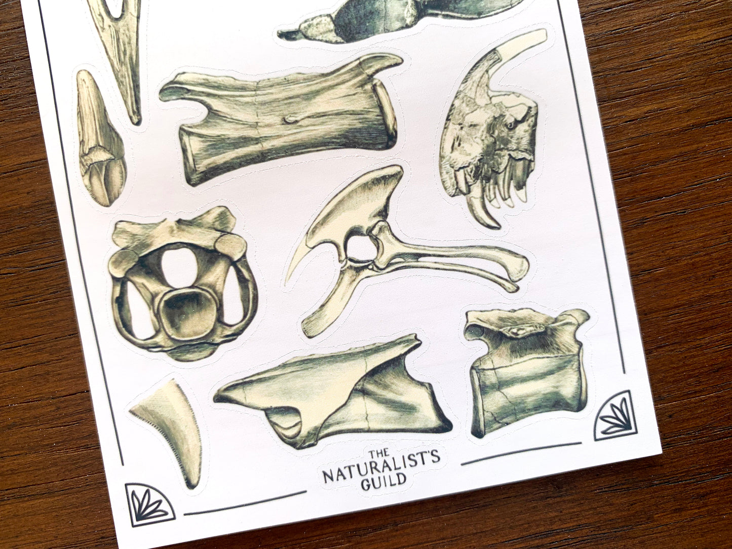 Dinosaur Bones Sticker Sheet