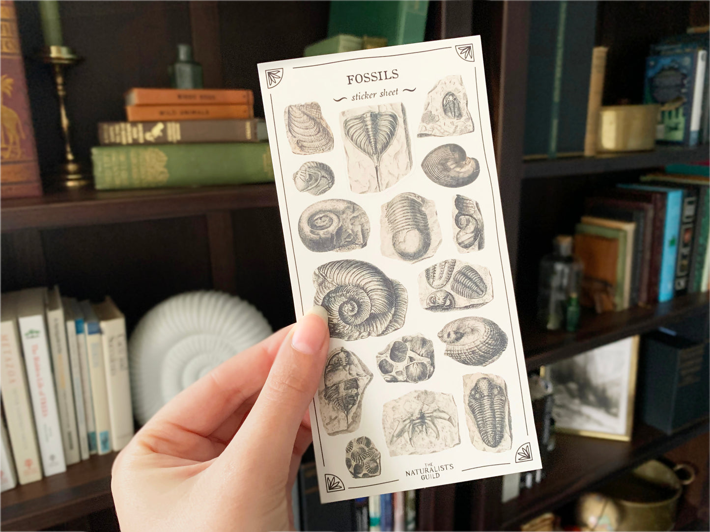 Fossils Sticker Sheet