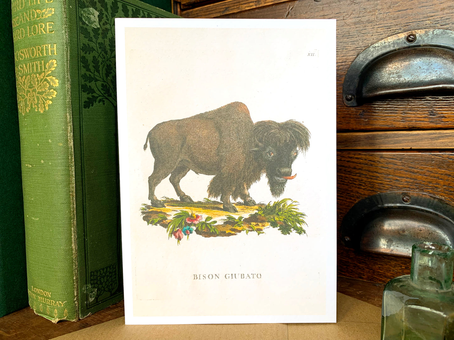 Bison Vintage Illustration Greetings Card
