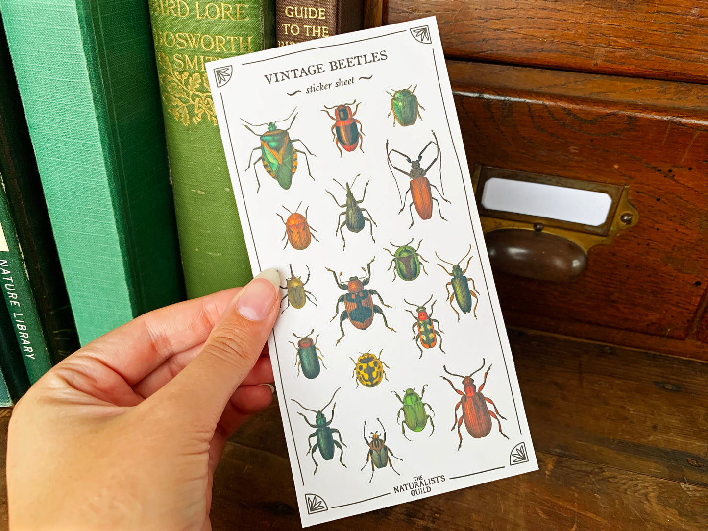 Vintage Beetles Sticker Sheet
