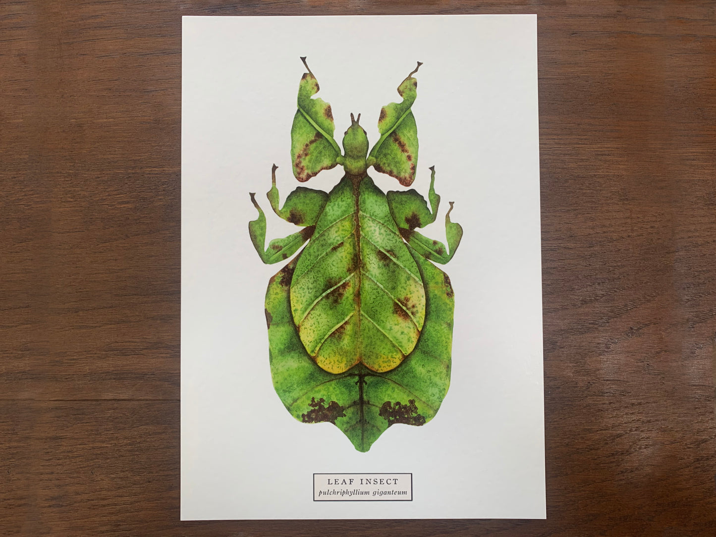 Leaf Insect Art Print