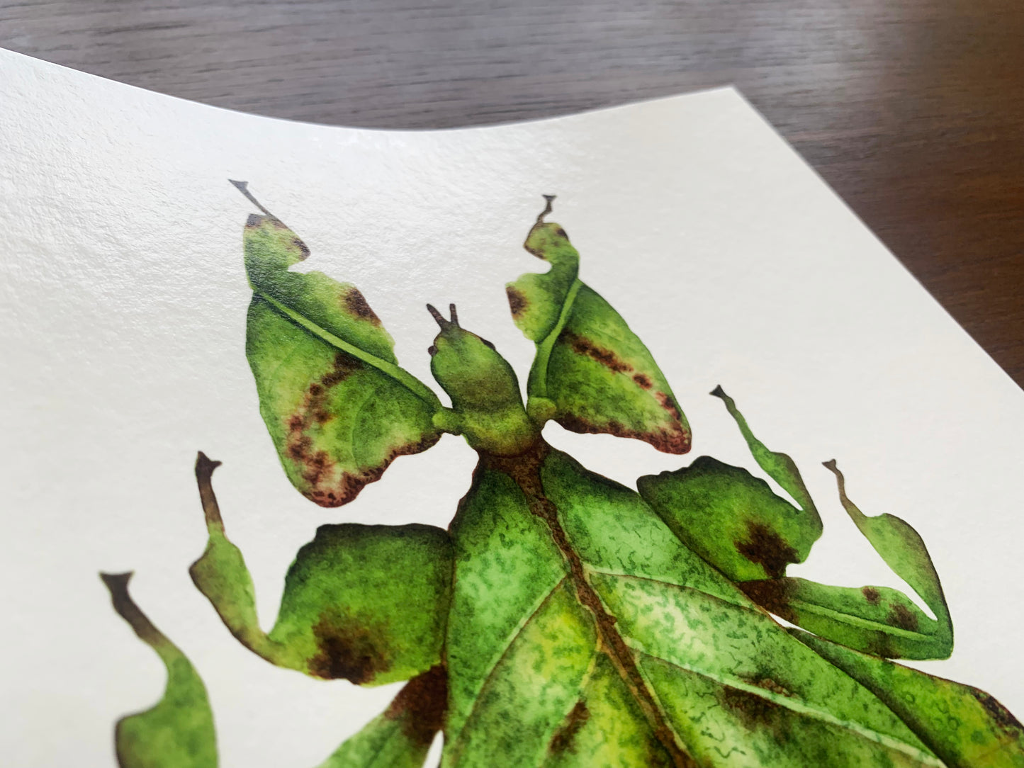 Leaf Insect Art Print