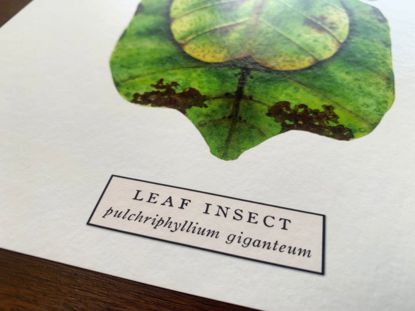Leaf Insect Art Print