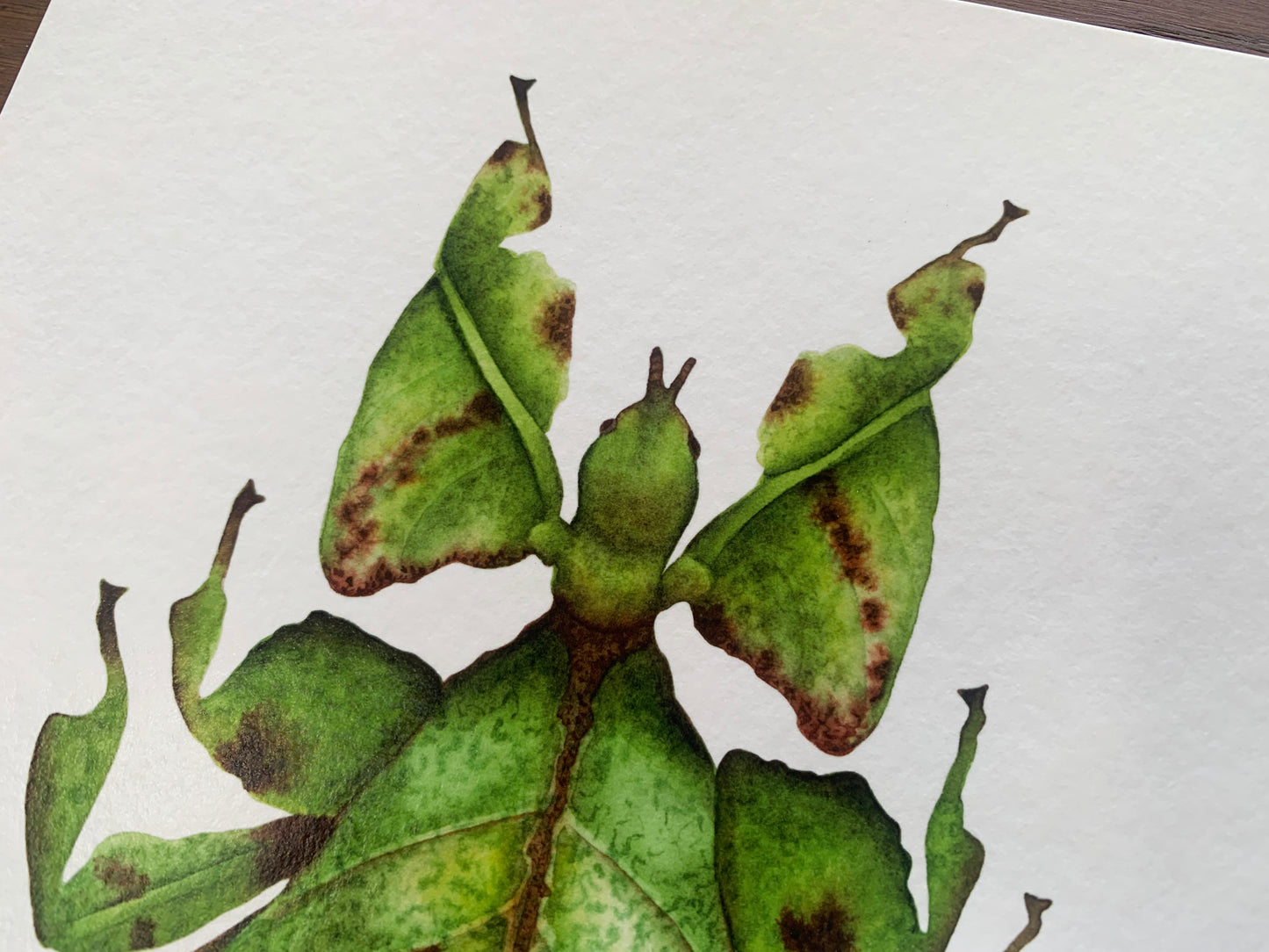 Leaf Insect Art Print