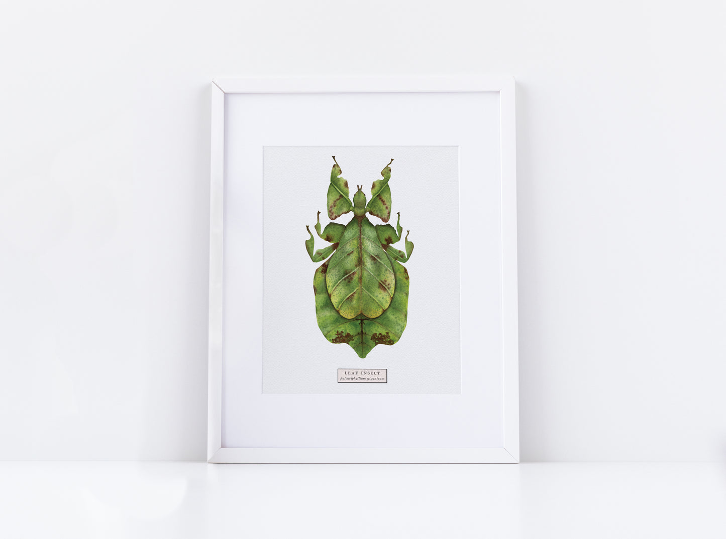 Leaf Insect Art Print