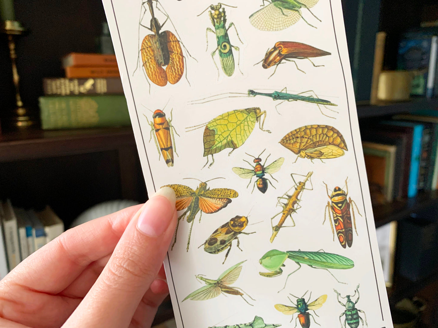 Vintage Insects Sticker Sheet