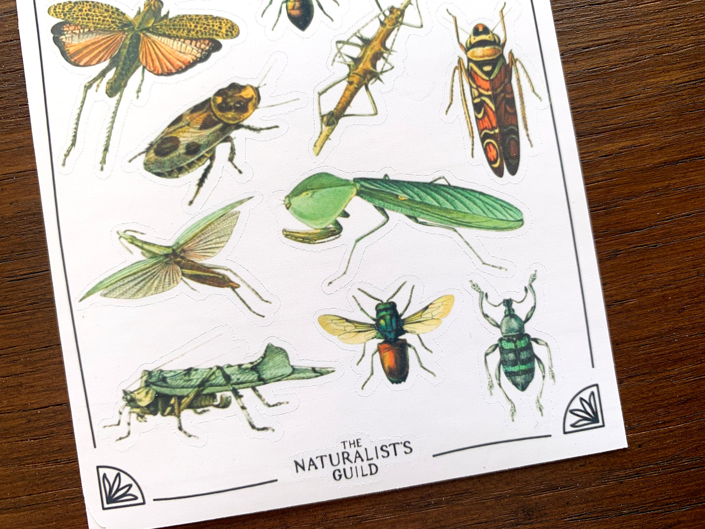Vintage Insects Sticker Sheet