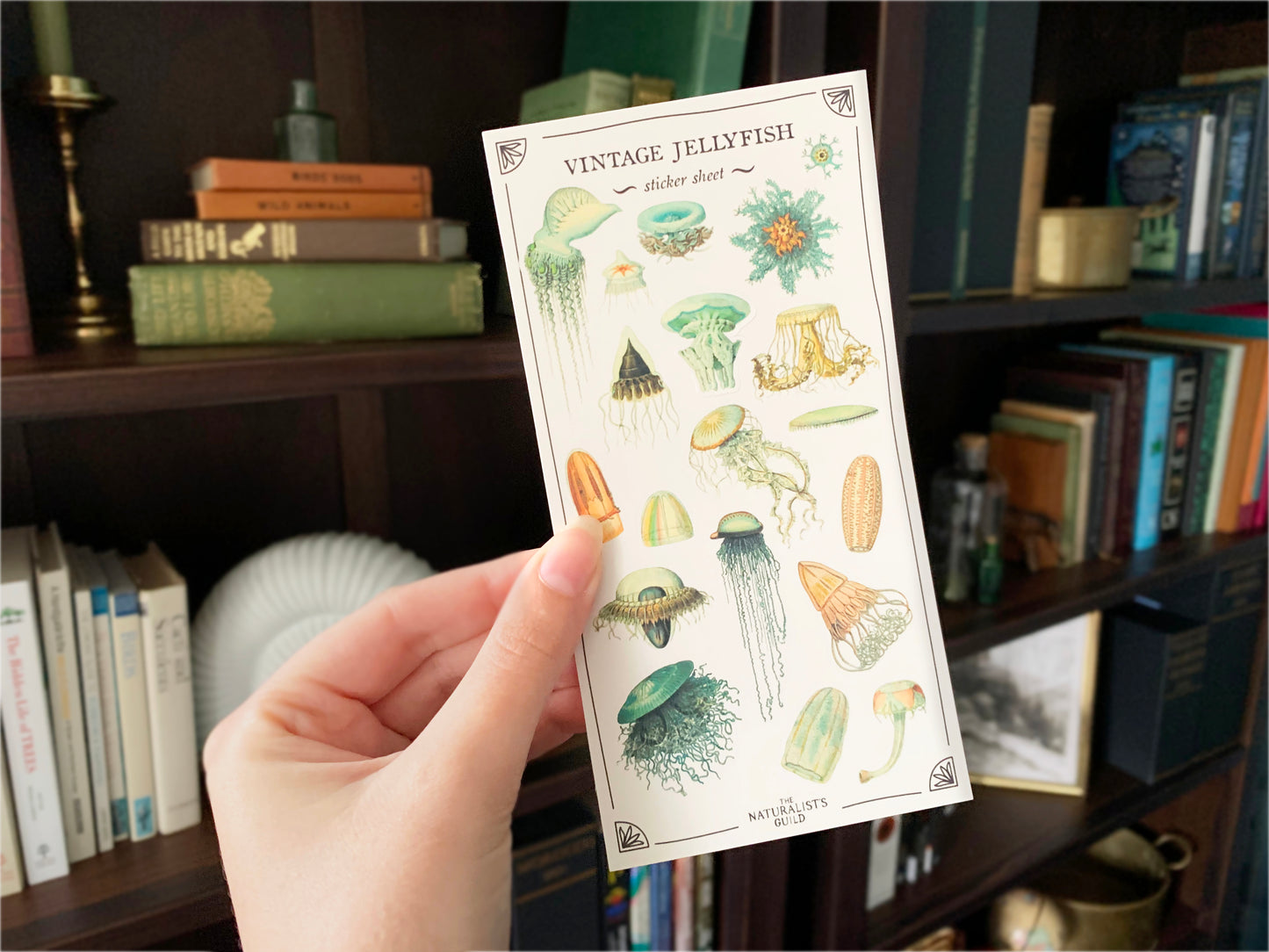 Vintage Jellyfish Sticker Sheet