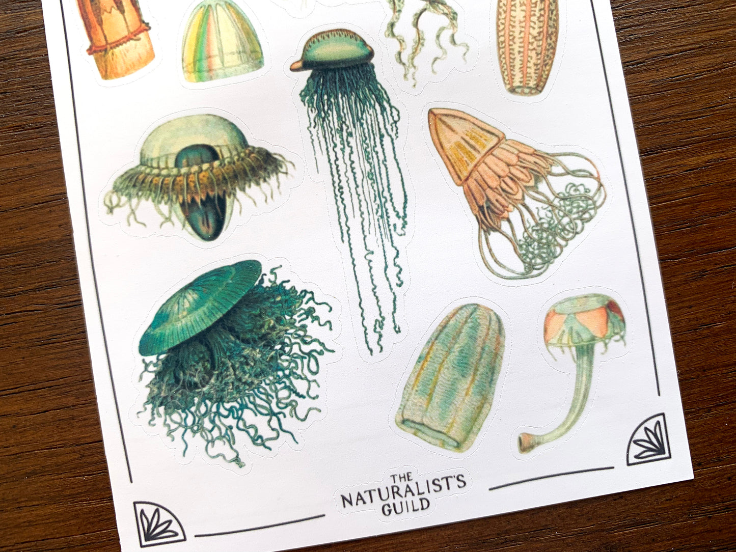 Vintage Jellyfish Sticker Sheet