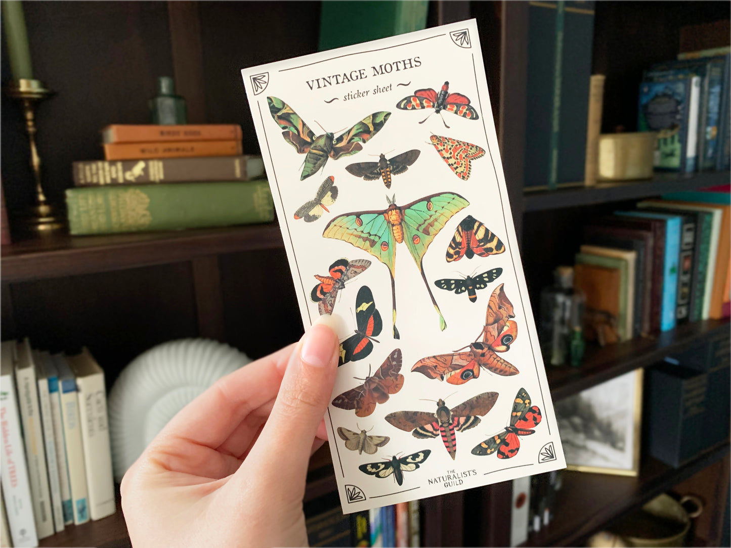 Vintage Moths Sticker Sheet