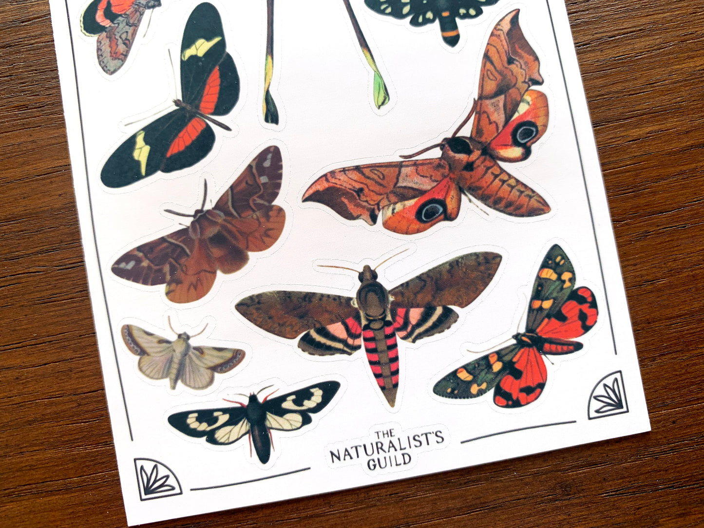 Vintage Moths Sticker Sheet