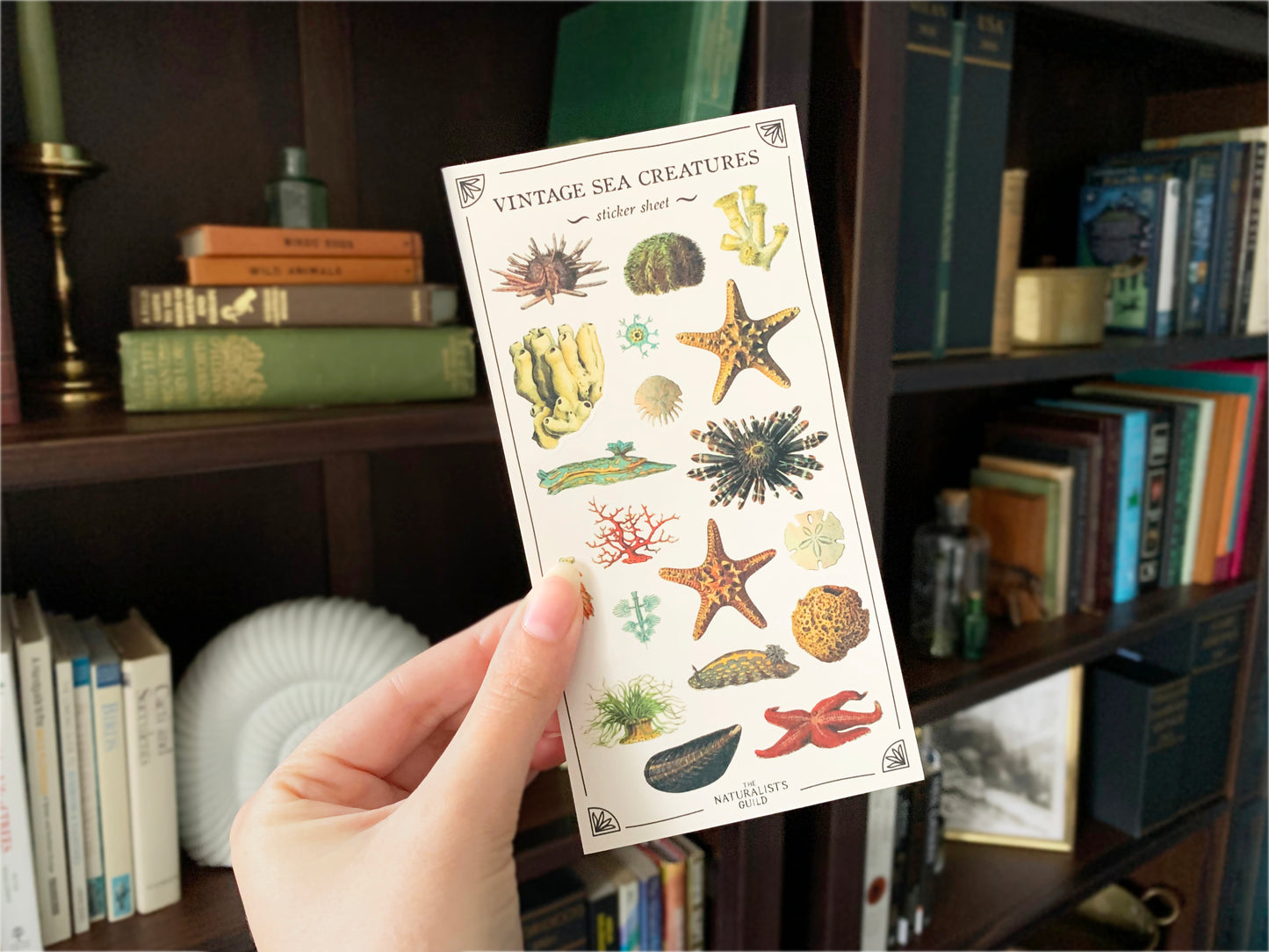 Vintage Sea Creatures Sticker Sheet