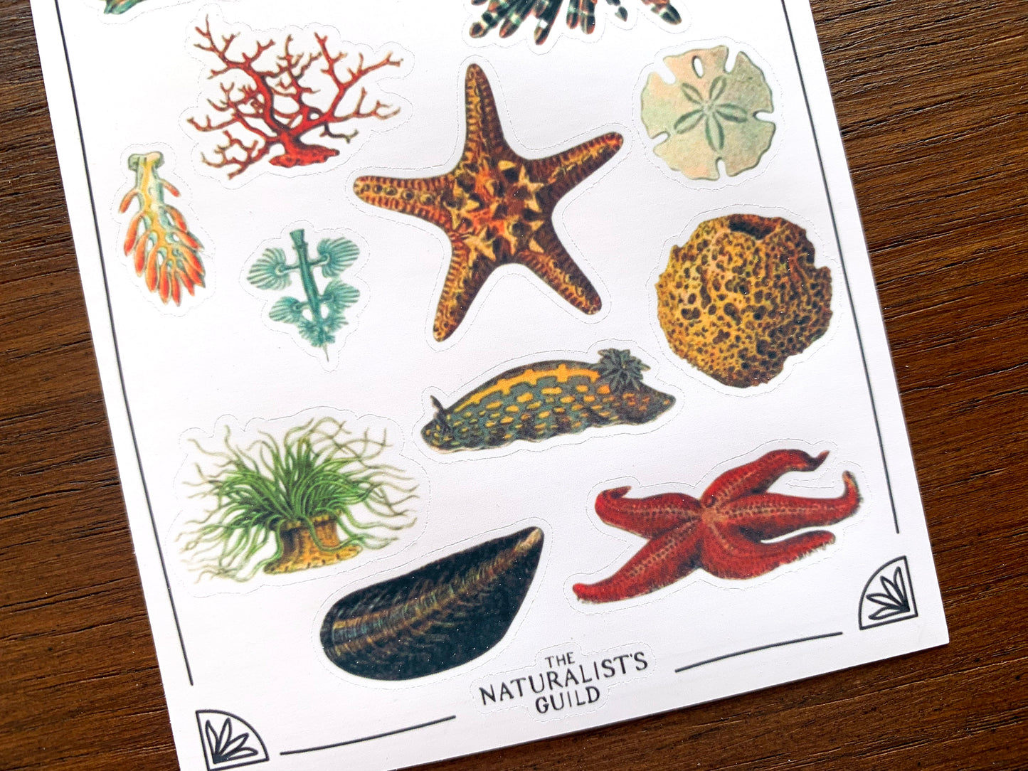 Vintage Sea Creatures Sticker Sheet