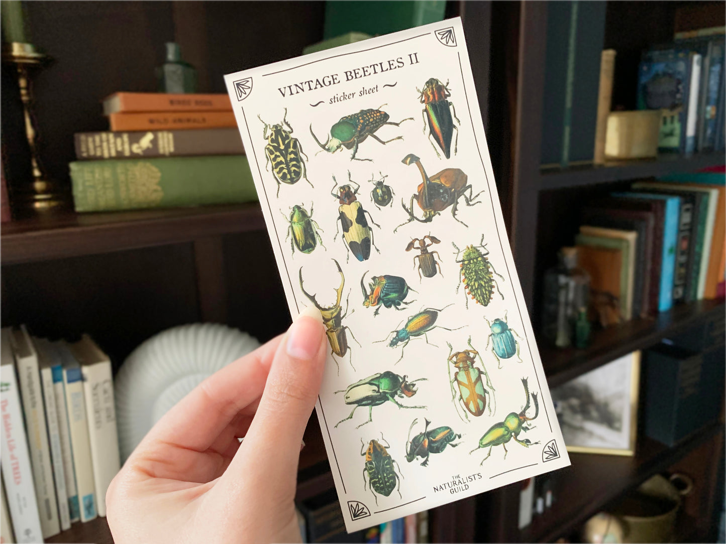 Vintage Beetles II Sticker Sheet