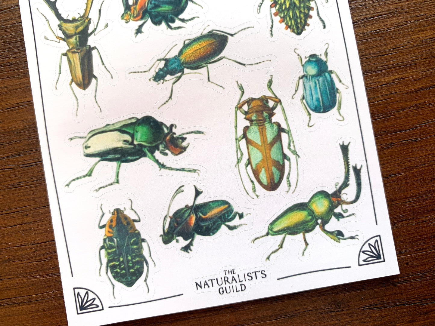 Vintage Beetles II Sticker Sheet