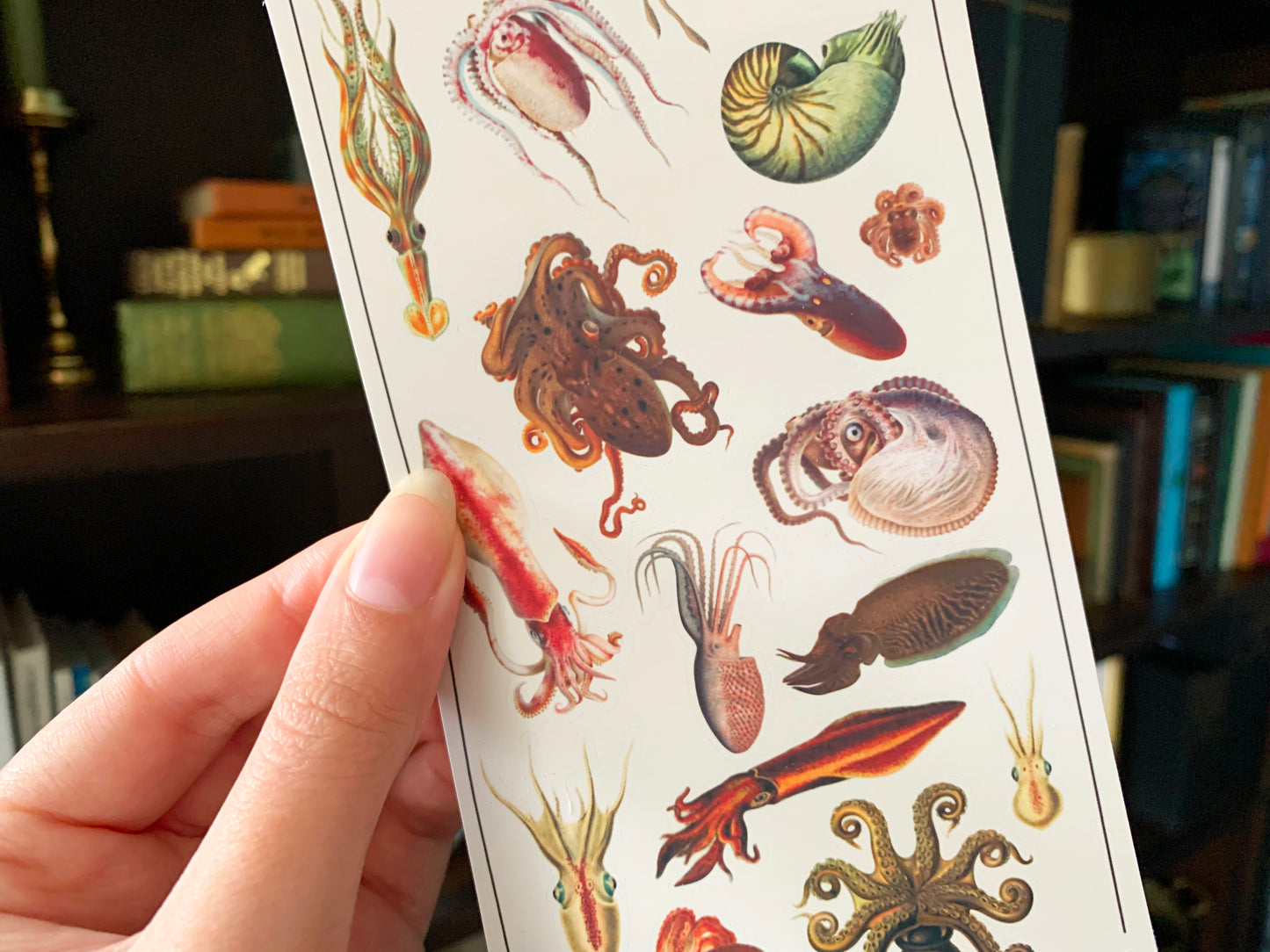Vintage Cephalopods Sticker Sheet