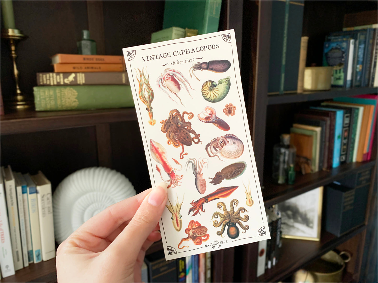 Vintage Cephalopods Sticker Sheet