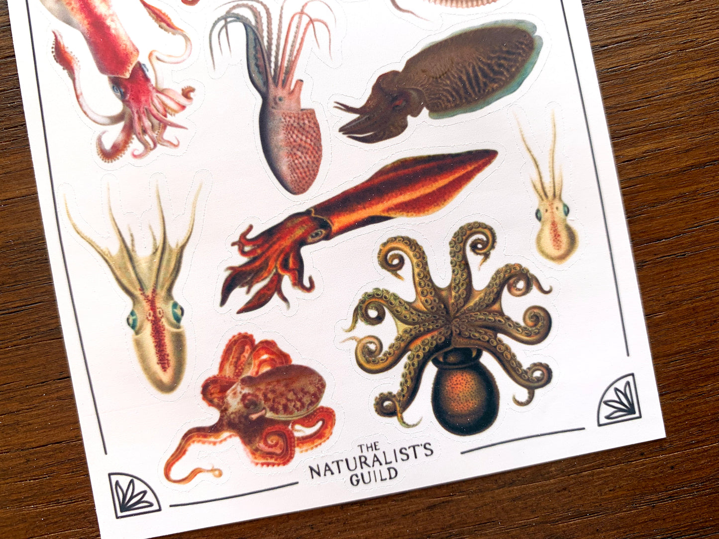 Vintage Cephalopods Sticker Sheet