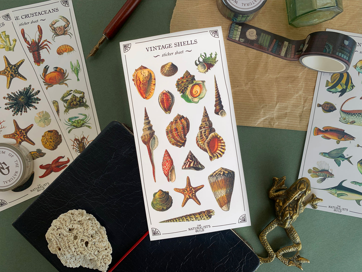 Sticker sheet of shells in a detailed and colourful vintage illustration style, with stationery in the background. The Naturalist's Guild.