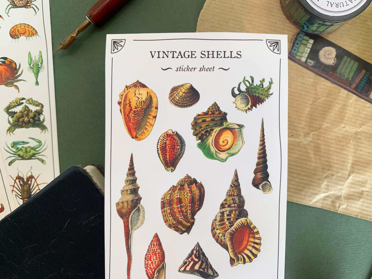 Sticker sheet of shells in a detailed and colourful vintage illustration style, with stationery in the background. The Naturalist's Guild.