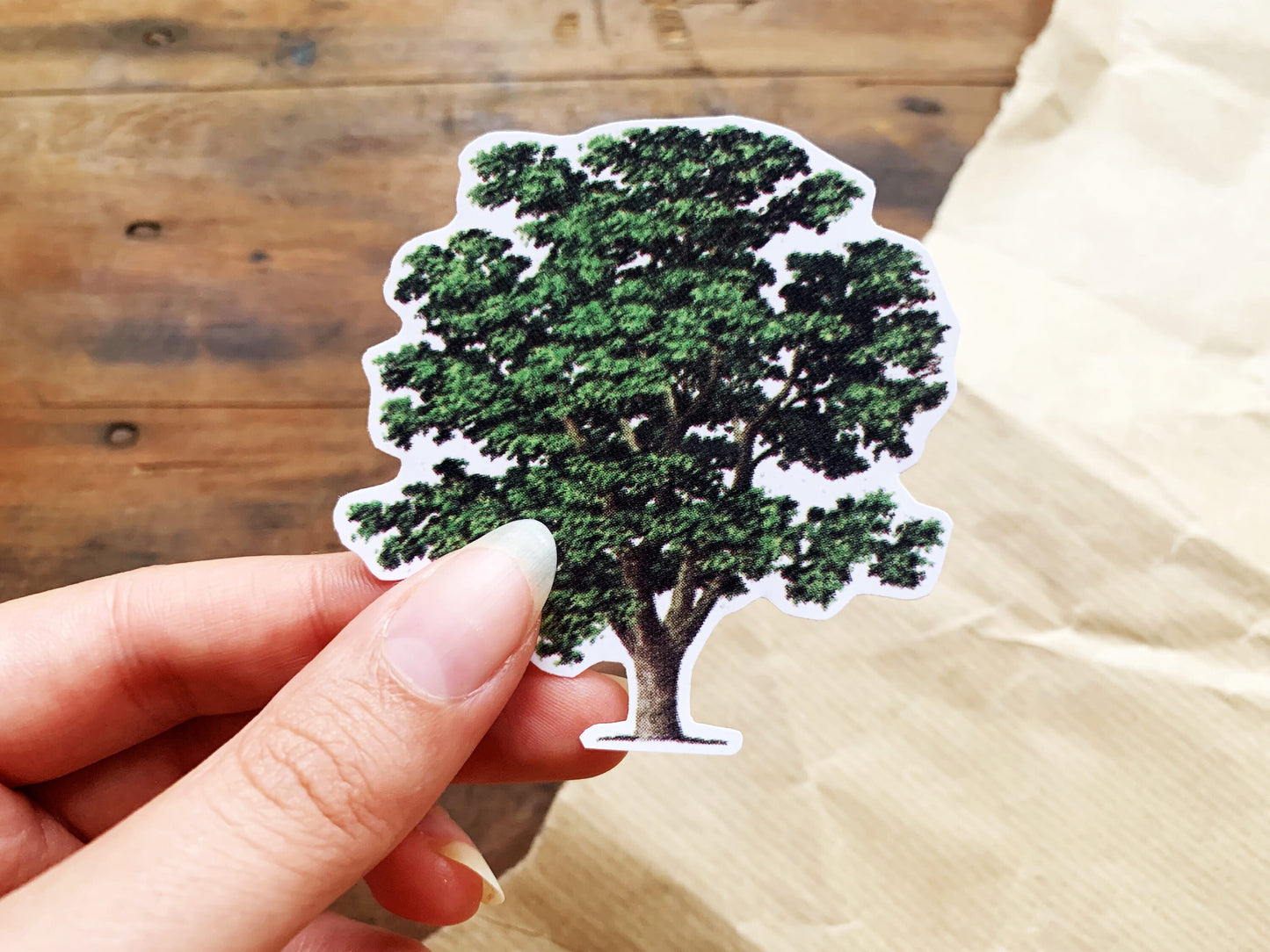 Vintage Walnut Tree Illustration Sticker, Old Aesthetic Painted Tree Decal, Small Gift for Outdoor Adventure Lovers, Hiker and Explorer Gift