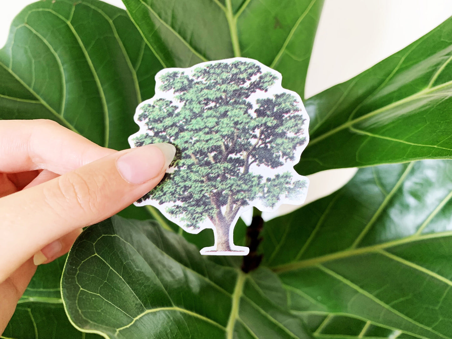 Vintage Walnut Tree Illustration Sticker, Old Aesthetic Painted Tree Decal, Small Gift for Outdoor Adventure Lovers, Hiker and Explorer Gift