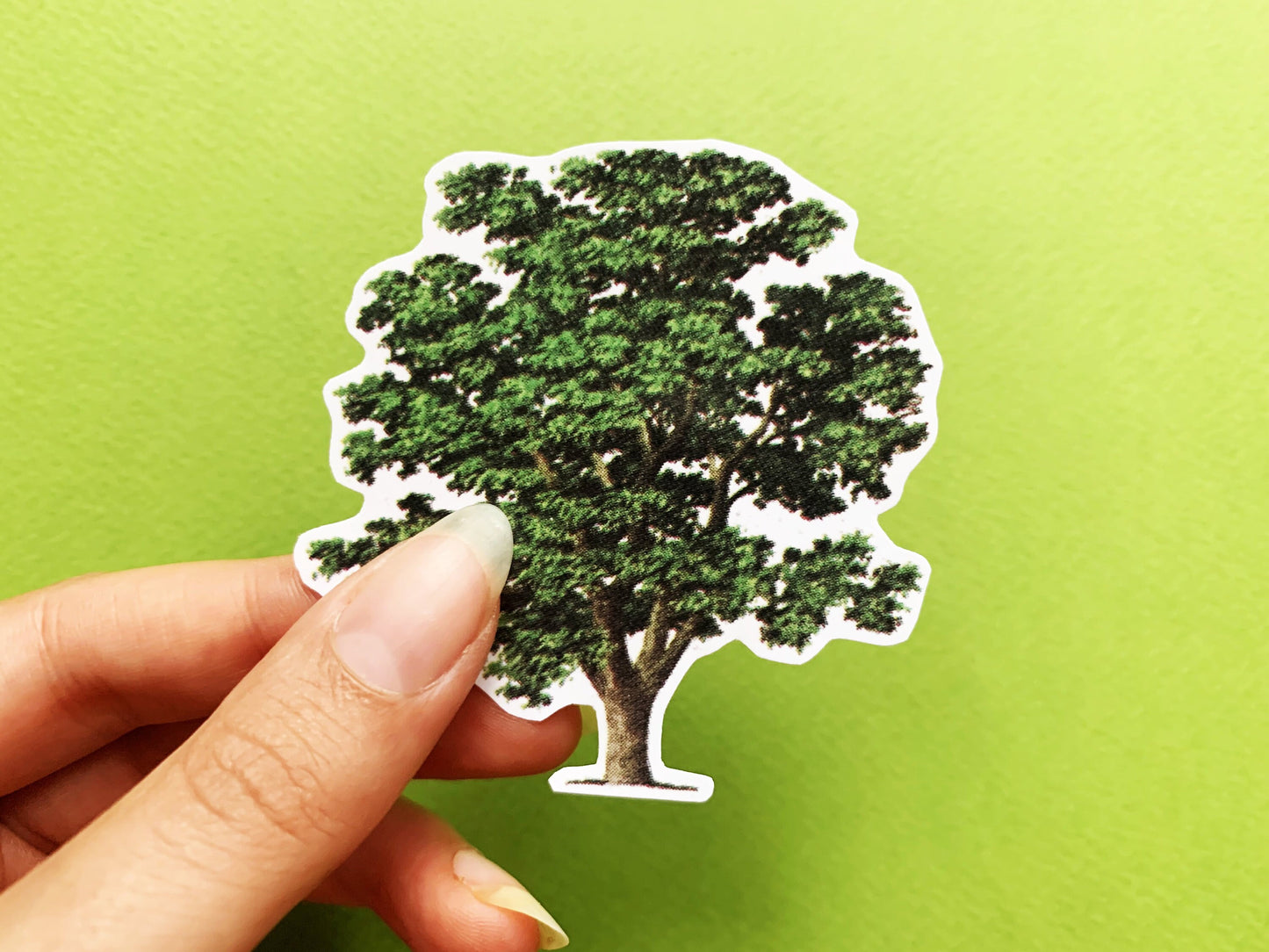 Vintage Walnut Tree Illustration Sticker, Old Aesthetic Painted Tree Decal, Small Gift for Outdoor Adventure Lovers, Hiker and Explorer Gift