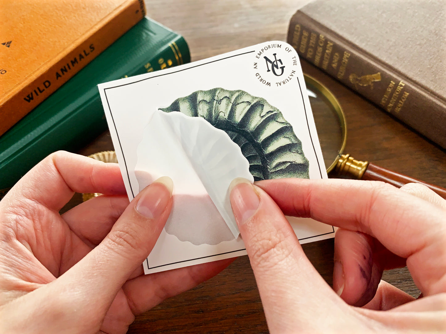 Ammonite Fossil Sticker