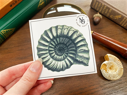 Ammonite Fossil Sticker