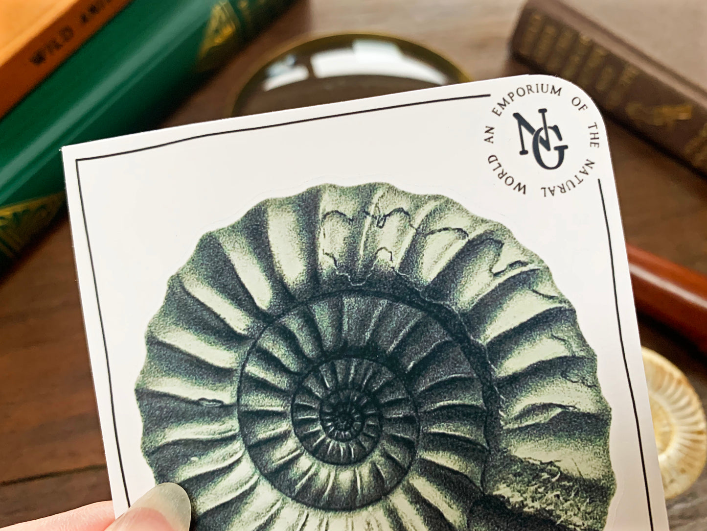 Ammonite Fossil Sticker