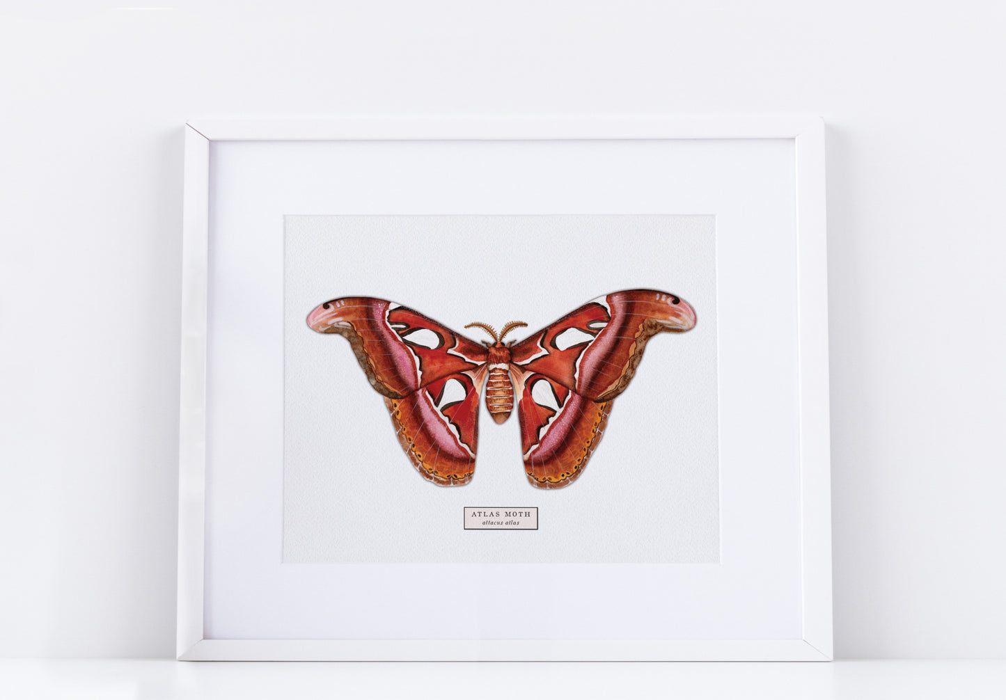 Atlas Moth Art Print