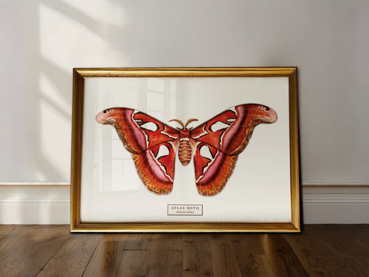 Atlas Moth Art Print