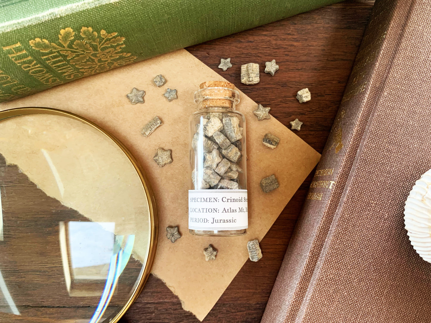 Fossilised Crinoid Star Specimens