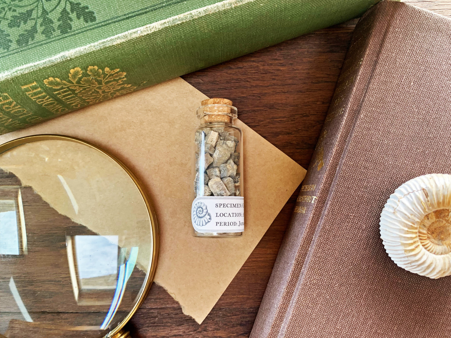 Fossilised Crinoid Star Specimens