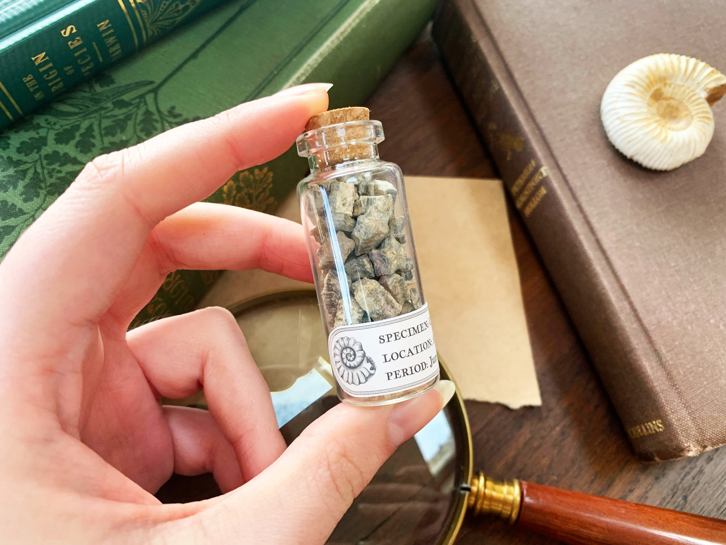 Fossilised Crinoid Star Specimens