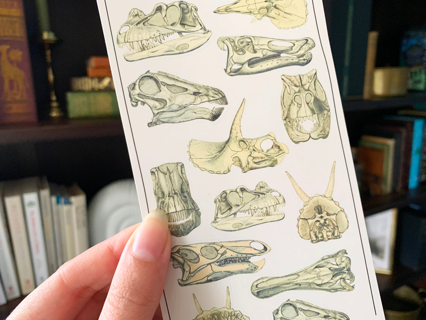 Dinosaur Skulls Sticker Sheet