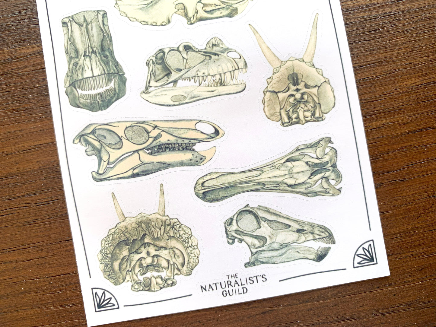 Dinosaur Skulls Sticker Sheet