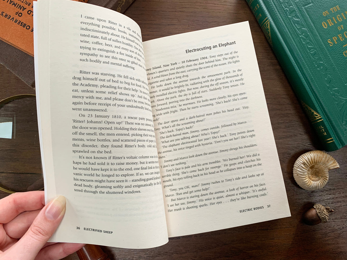 Electrified Sheep by Alex Boese