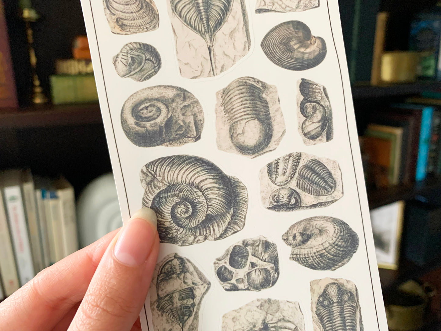 Fossils Sticker Sheet