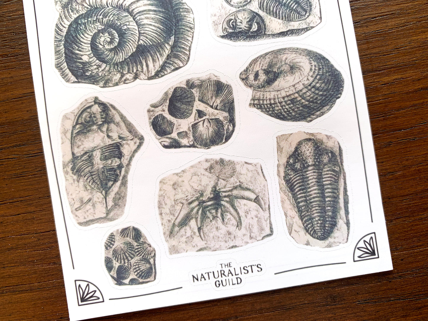 Fossils Sticker Sheet