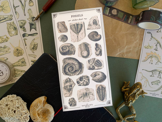 Fossils Sticker Sheet
