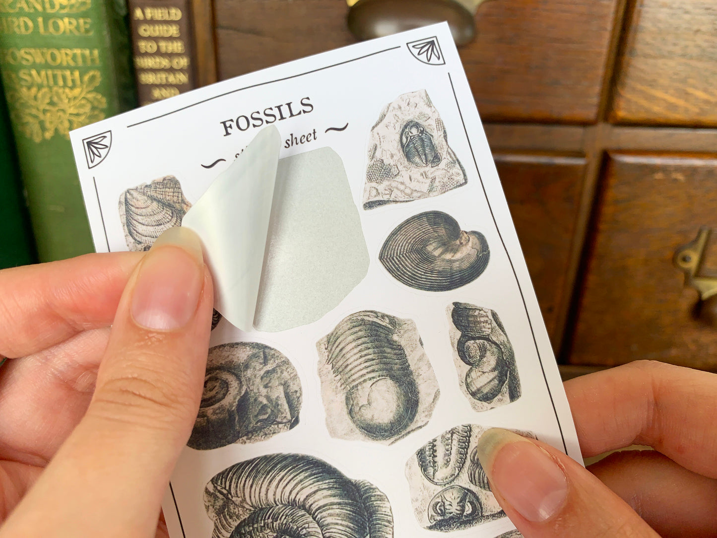 Fossils Sticker Sheet