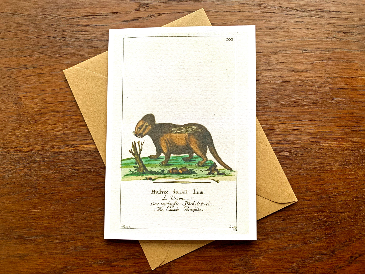 Porcupine Vintage Illustration Greetings Card