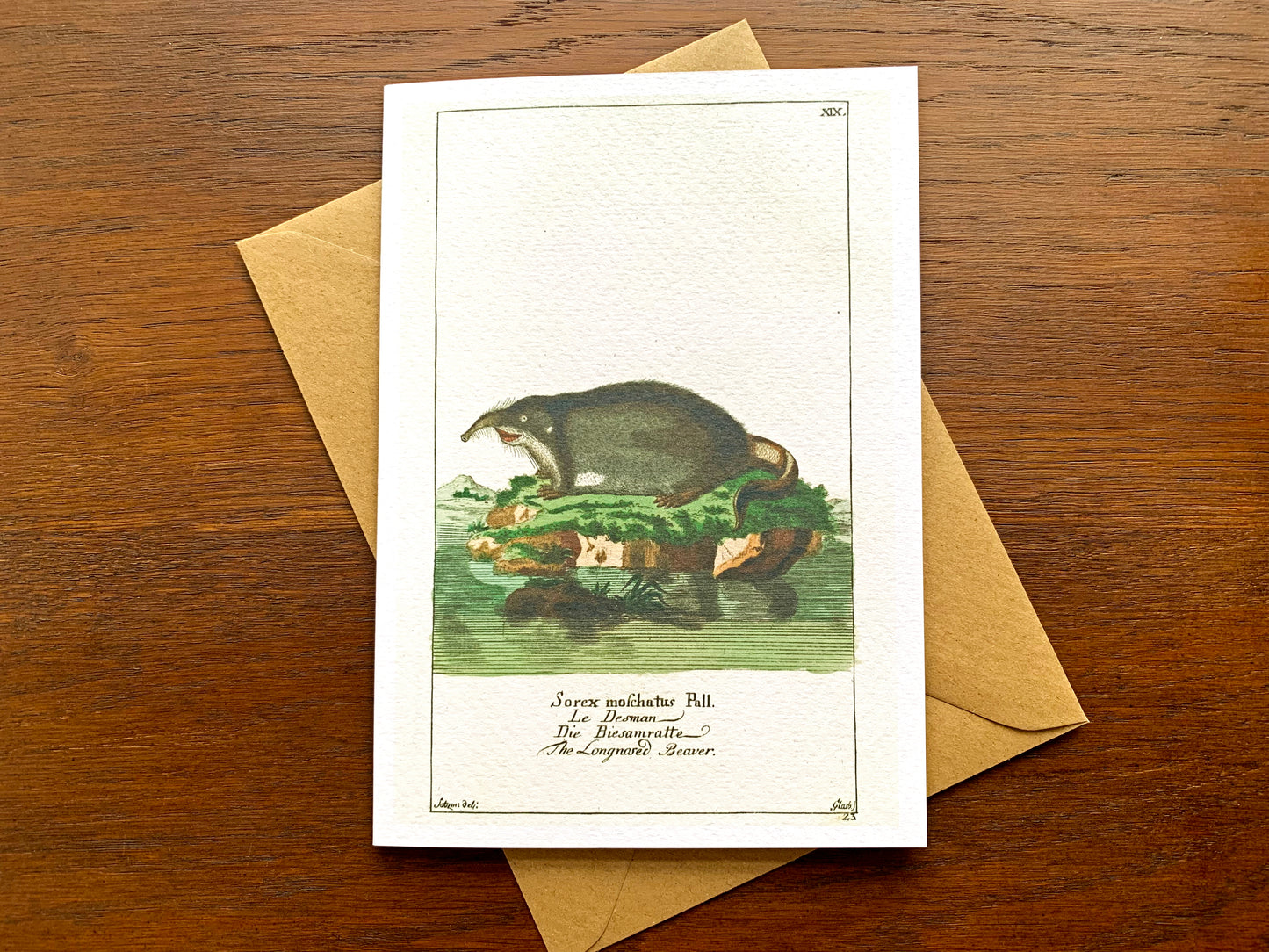 Long Nosed Beaver Greetings Card