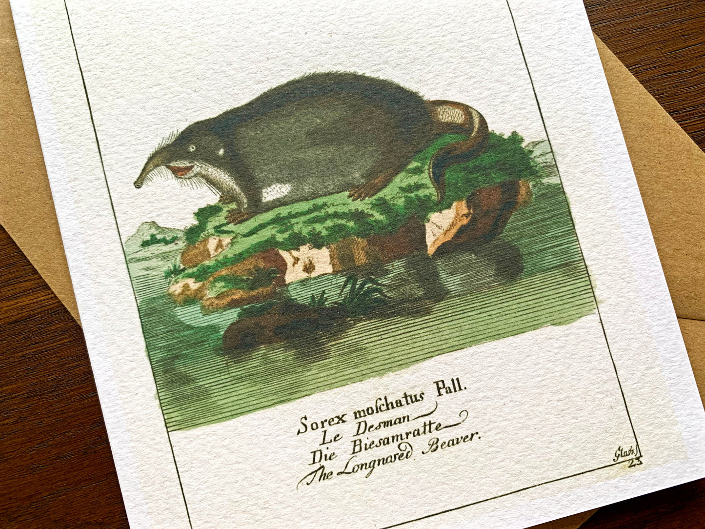 Long Nosed Beaver Greetings Card