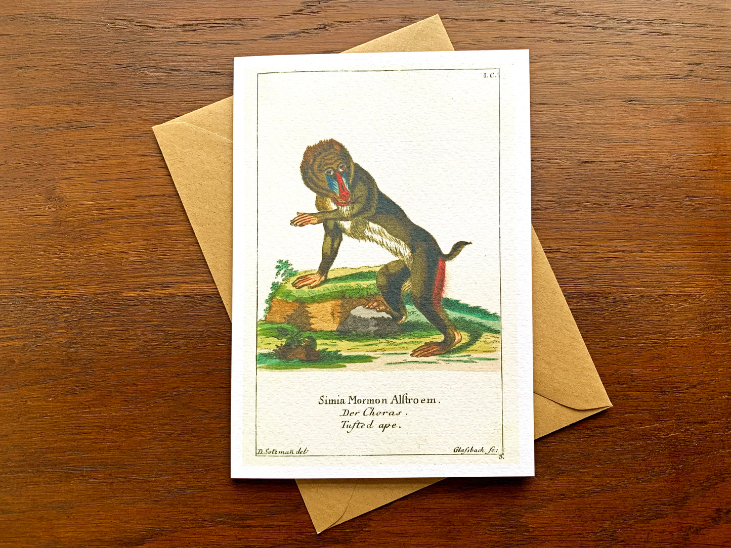 Baboon Vintage Illustrated Greetings Card