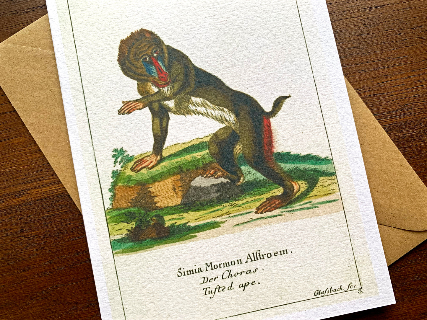 Baboon Vintage Illustrated Greetings Card