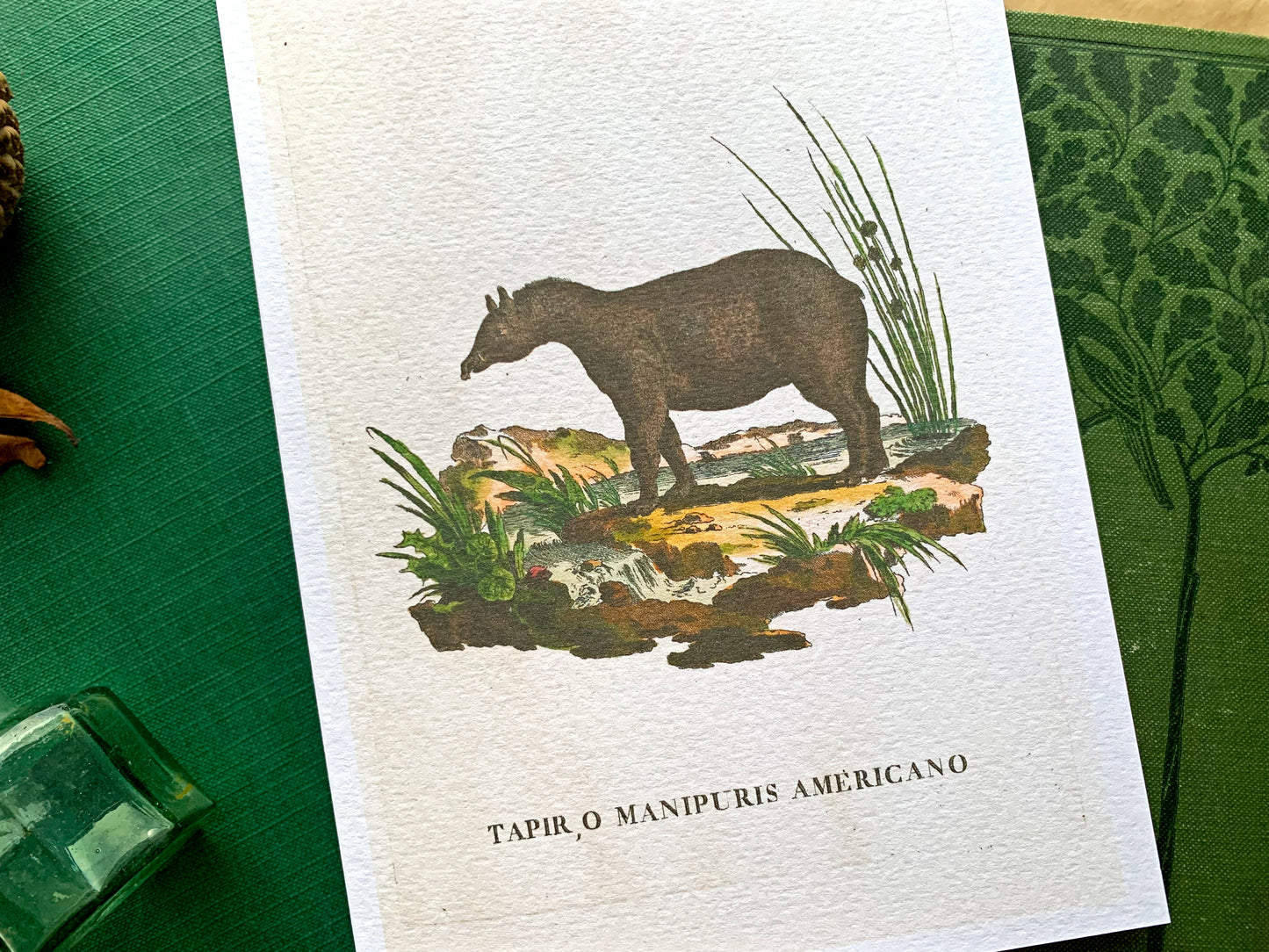 Tapir Vintage Illustration Greetings Card